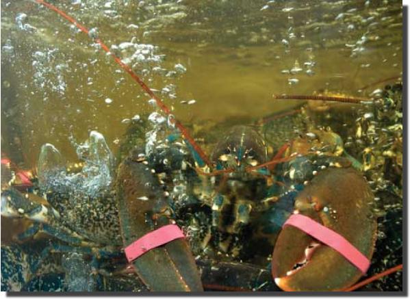 Peixe10a