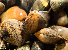 Nutrifresco - Shellfish