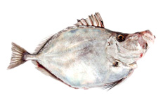 Nutrifresco - Fresh Fish